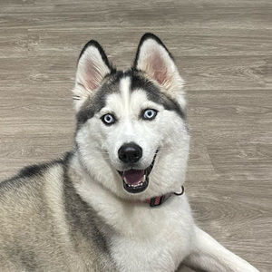 Meet your Posher, Alekey